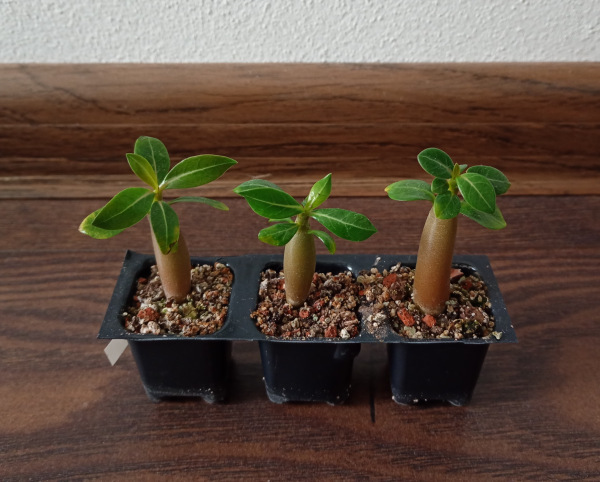 Adenium arabicum "MIX" - semenáč