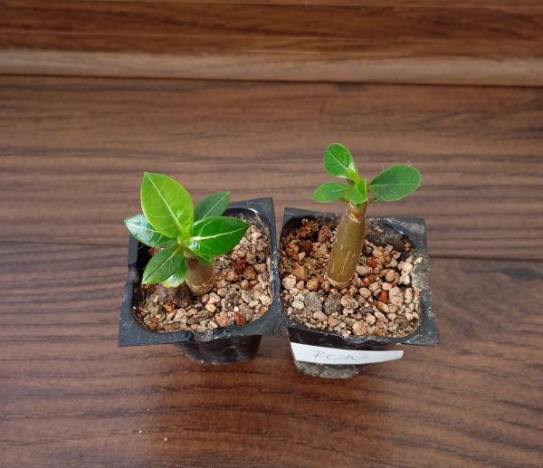 Adenium arabicum "RCN "- semenáč