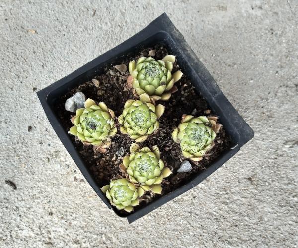 Sempervivum č. 2