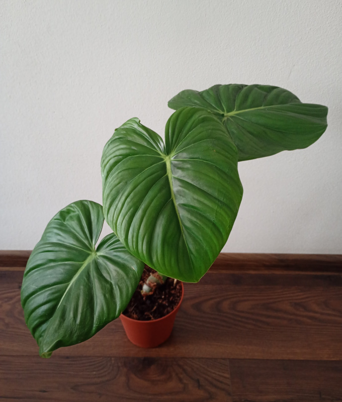 Philodendron pastazanum
