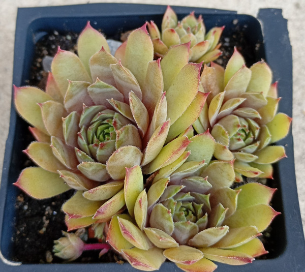 Sempervivum "Norne" 1