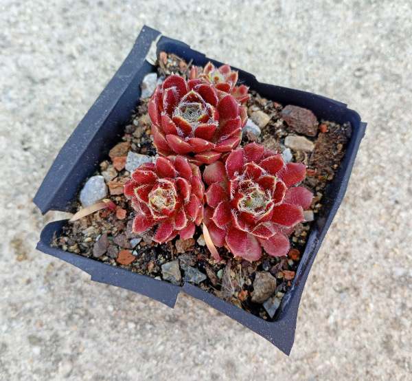 Sempervivum č. 2