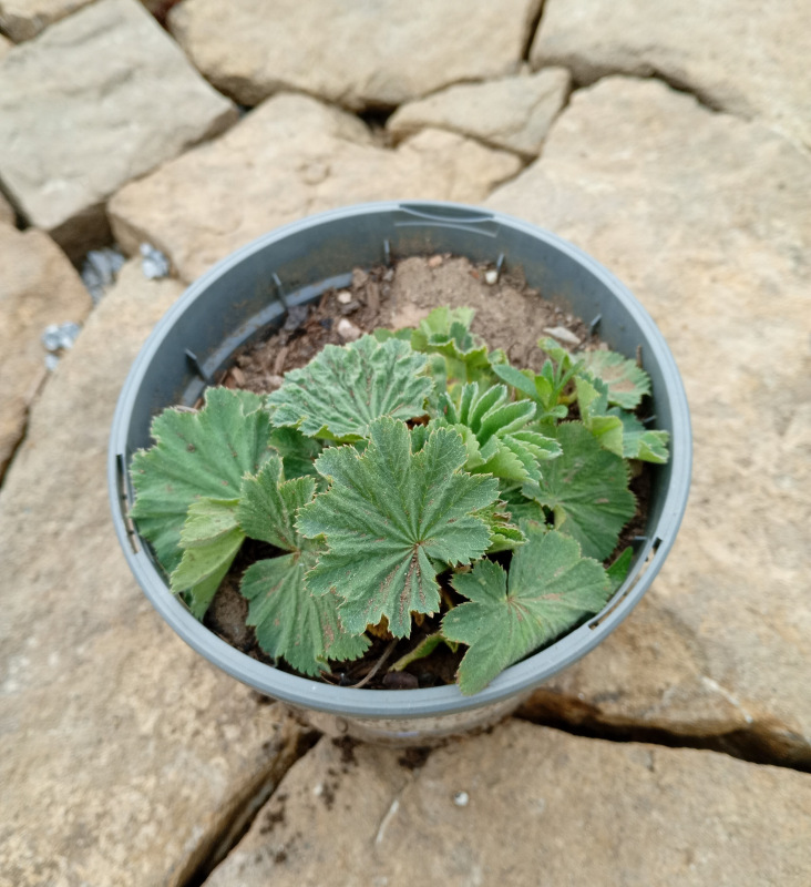 Alchemilla mollis (Alchemilka mäkká)