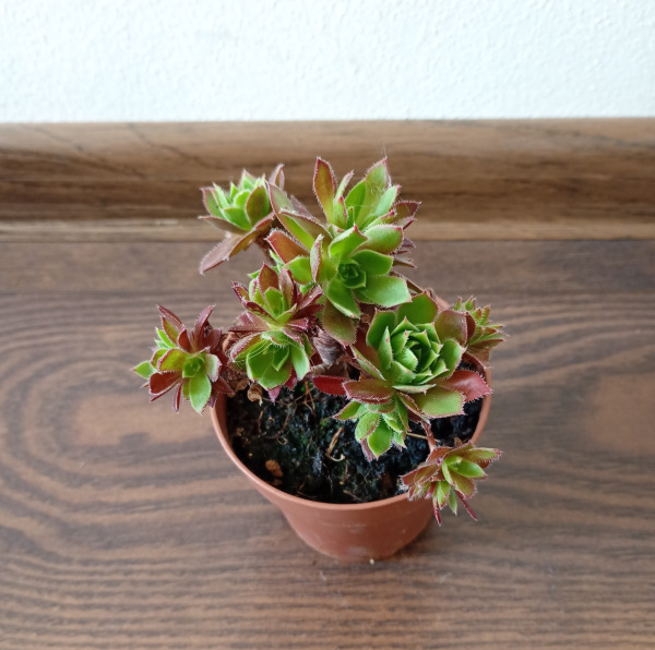 Aeonium "Phoenix Flame" 2