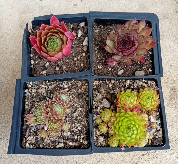 Sempervivum SET 4