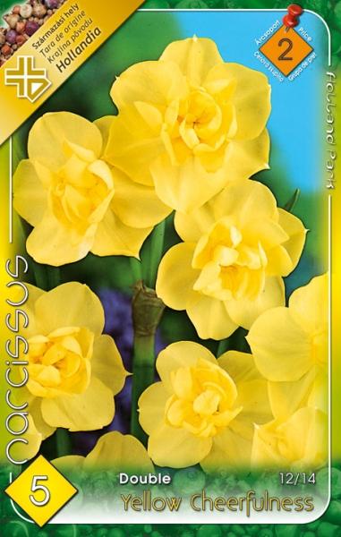 Narcissus Double Yellow Cheerfulness/5 ks