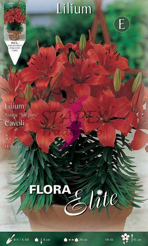 Lilium asiatic Cavoli/3 ks