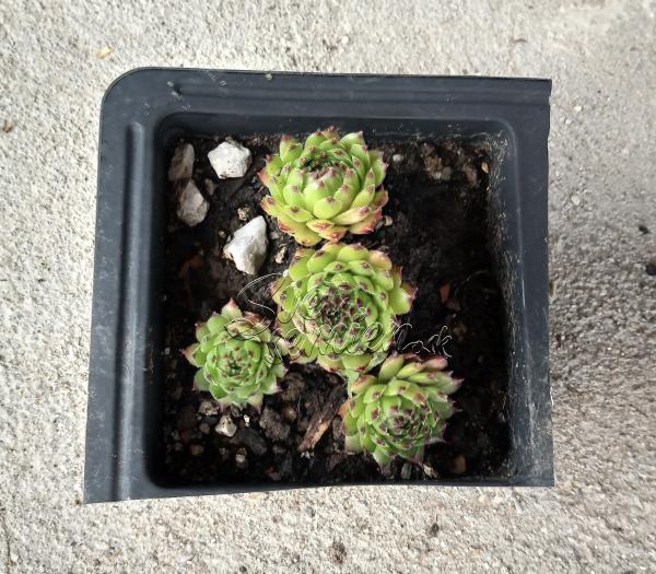 Sempervivum č. 4