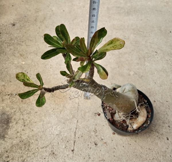 Adenium obesum H6 - vrúbľovaná rastlina