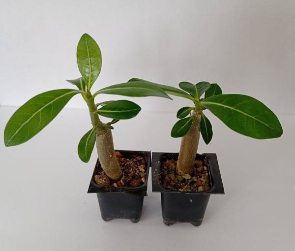 Adenium obesum "MIX" - semenáč