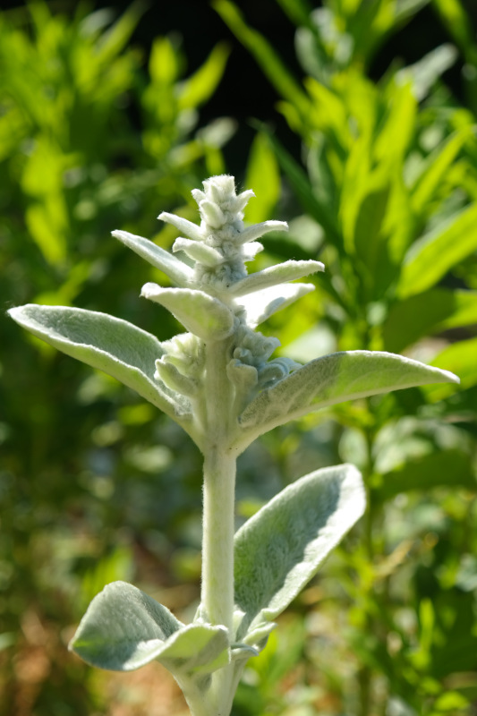 Stachys byzantina 1
