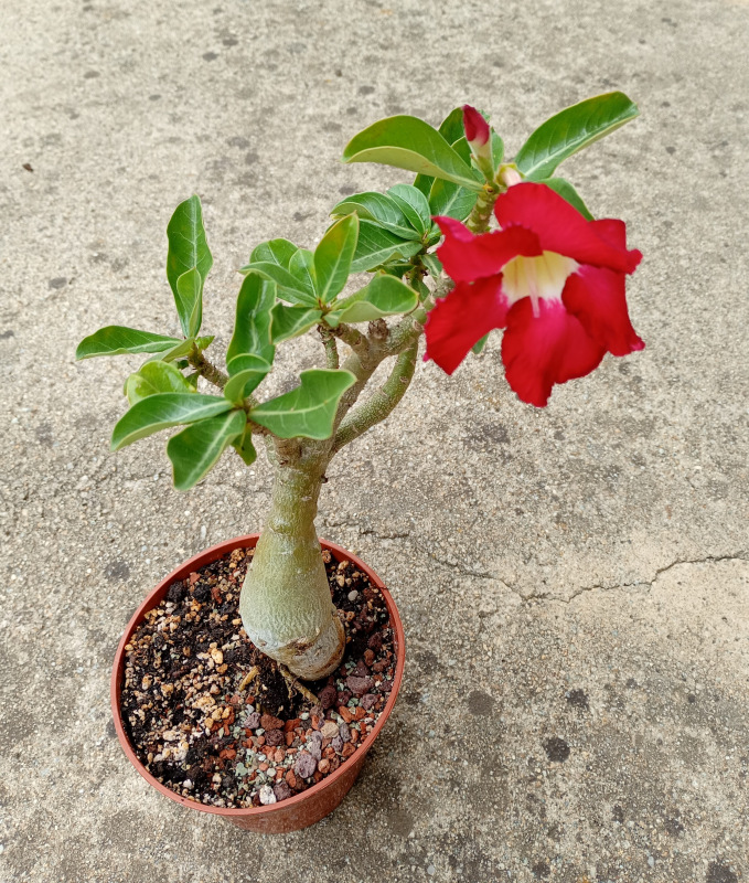 Adenium obesum - semenáč (červeno-bordový kvet)