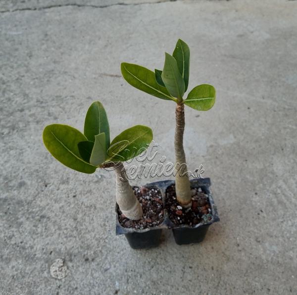 Adenium Thai Socotranum "Chada Petch" - semenáč