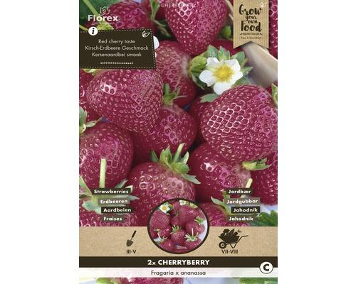 Jahoda (Fragaria ananassa) CHERRYBERRY 2 ks