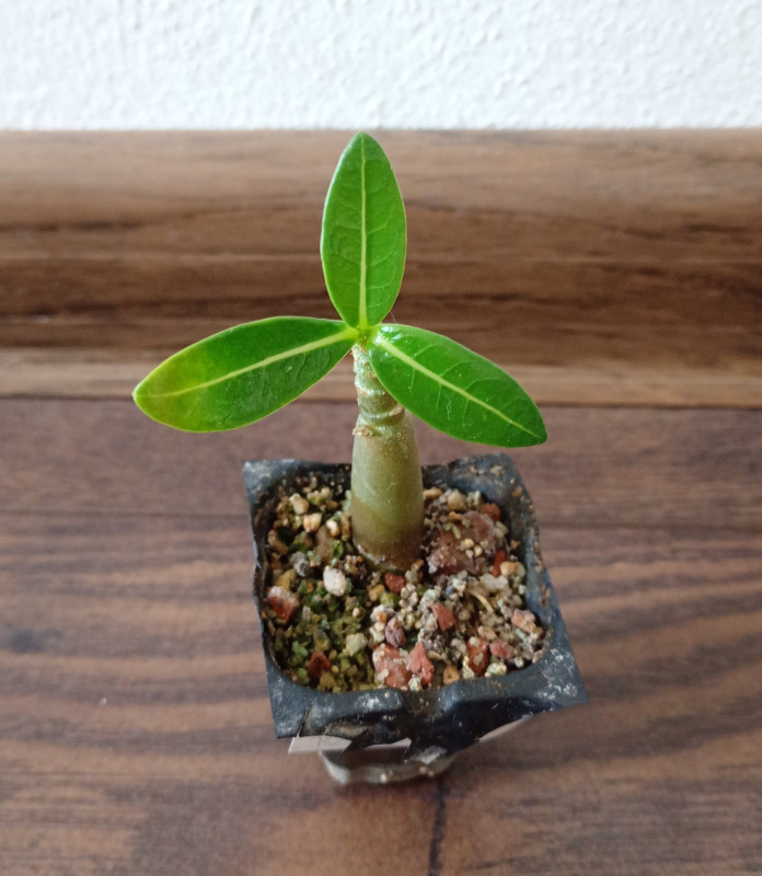 Adenium arabicum "Black Pearl" - semenáč