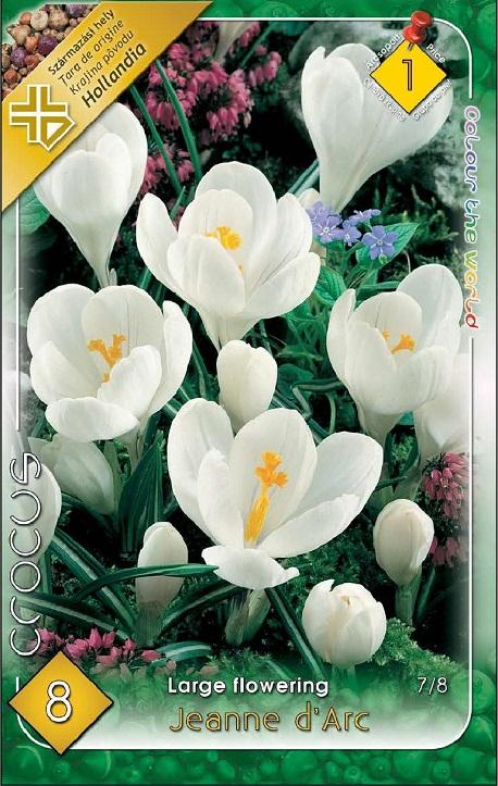 Crocus Large flowering Jeanne d´Arc/8 ks