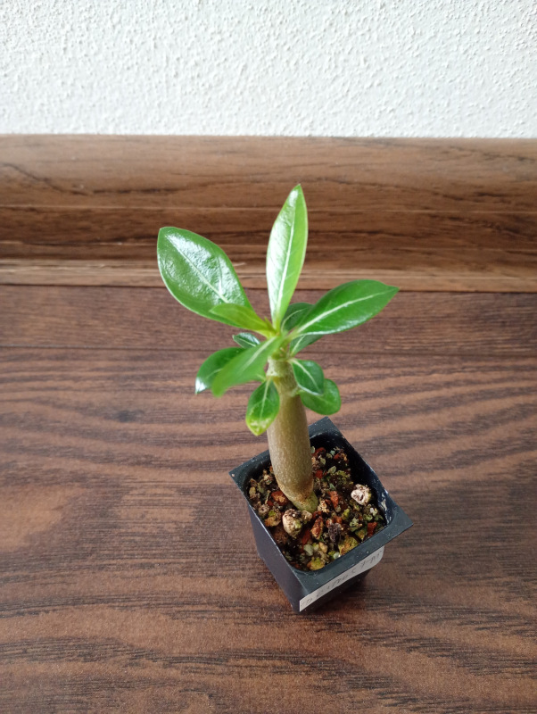 Adenium obesum "Double Citrus Fantasy" - semenáč
