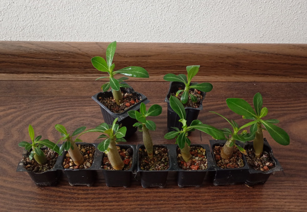 Adenium obesum "MIX" - semenáč