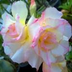 Adenium obesum "Triple Lucious Kisses" 5 semien