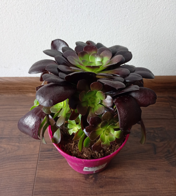 Aeonium arboreum "Velours" 1