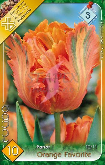 Tulipa Parrot Orange Favourite/10 ks