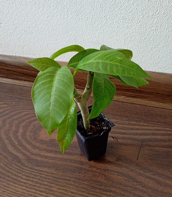 Plumeria rubra "MIX" - semenáč 1