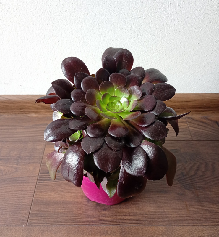 Aeonium arboreum "Velours"
