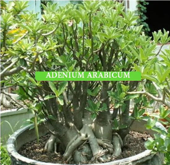 Adenium arabicum "Dwarf Black Giant" 5 semien