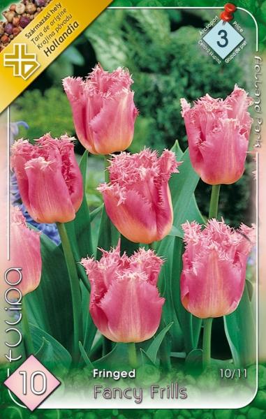 Tulipa Fringed Fancy Frills/10 ks