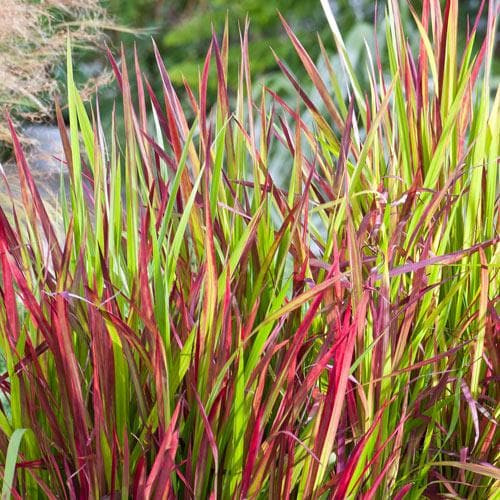 Imperata cylindrica „Red Baron“