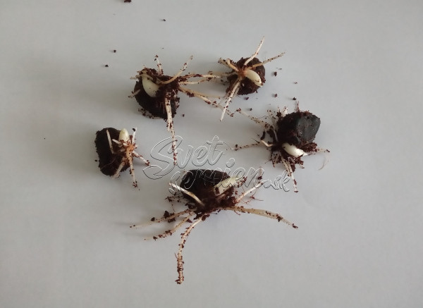 Ensete ventricosum "Large seed" 2 naklíčené semená