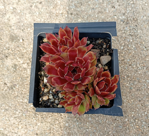 Sempervivum "Red Devil"
