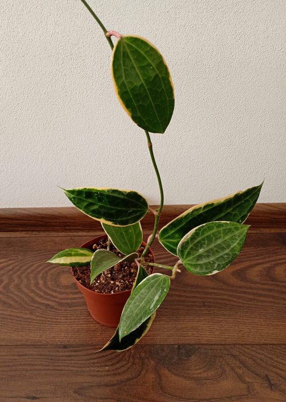 Hoya macrophylla „Albomarginata“