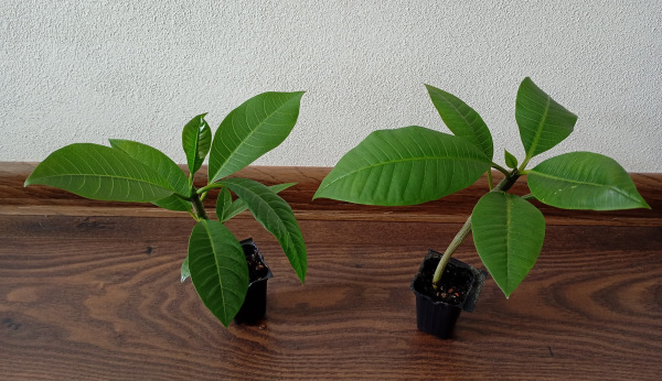 Plumeria rubra - semenáč