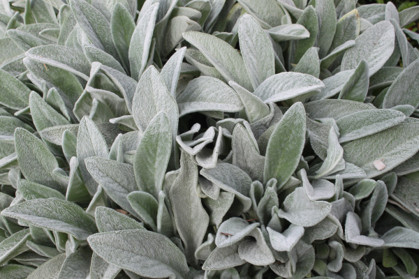 Stachys byzantina
