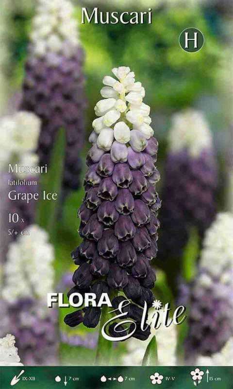 Muscari latifolium Grape Ice/10 ks