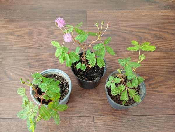 Mimosa pudica 1