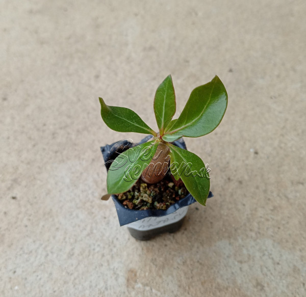 Adenium obesum "Double Citrus Fantasy" - semenáč