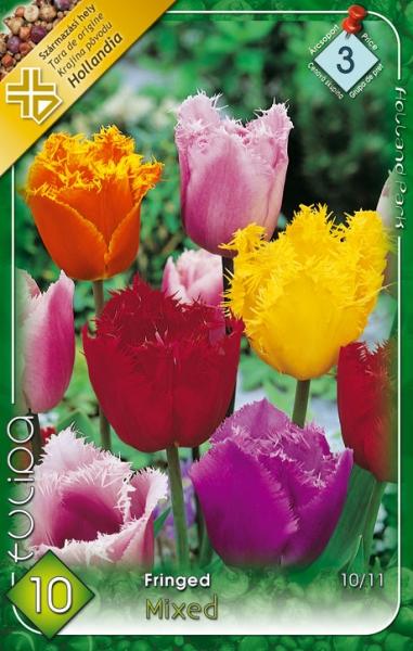 Tulipa Fringed MIX/8 ks