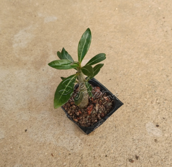 Adenium obesum "MIX" - semenáč