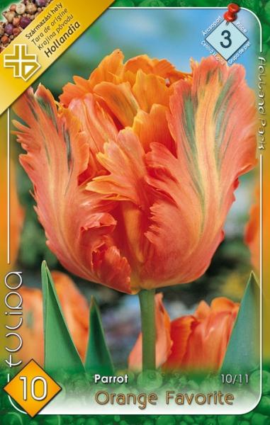 Tulipa Parrot Orange Favorite/10 ks