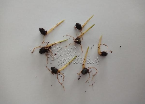 Cyrtostachys renda 2 alebo 10 naklíčených semien