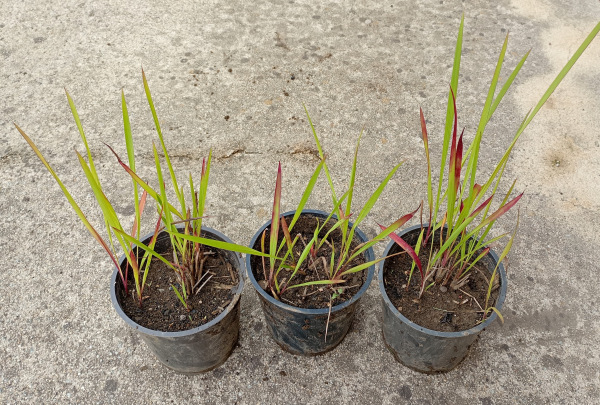 Imperata cylindrica „Red Baron“ 1