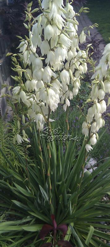 Yucca filamentosa