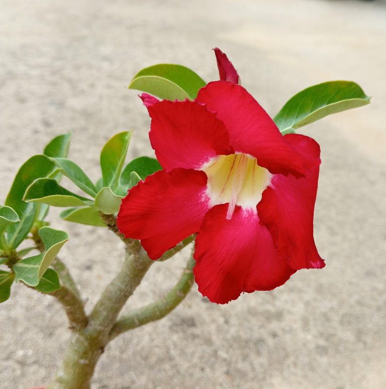 Adenium obesum - semenáč (červeno-bordový kvet) 2