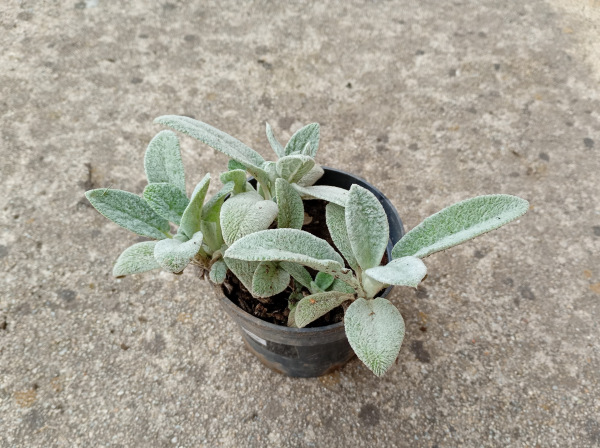 Stachys byzantina 2
