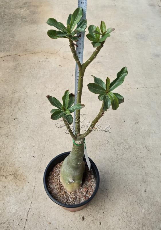 Adenium obesum Angle Wings - vrúbľovaná rastlina