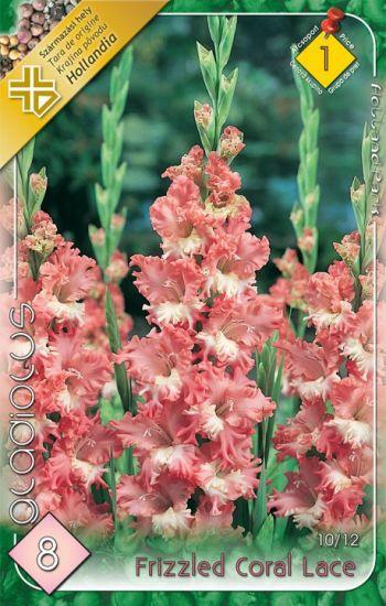 Gladiolus Frizzled Coral Lace/8 ks