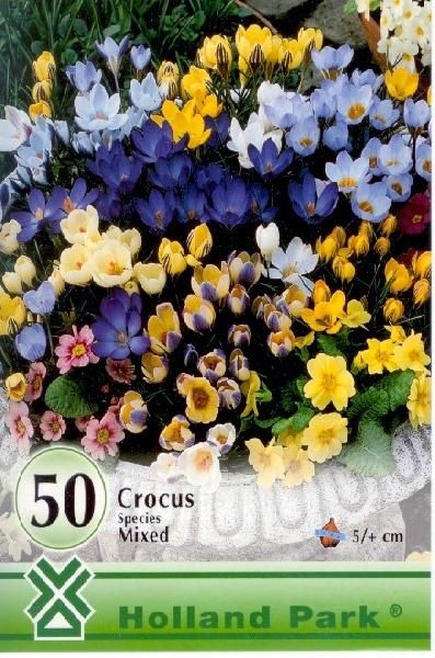 Crocus species MIX/50 ks