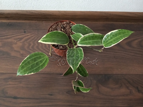 Hoya macrophylla „Albomarginata“